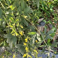 Cajanus indicus.(Cajanus cajan).pois d’Angole. fabaceae.espèce cultivée..jpeg