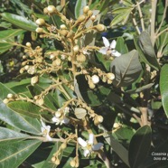 Cossinia pinnata.bois de Judas.sapindaceae.endémique Réunion Maurice (1).jpeg