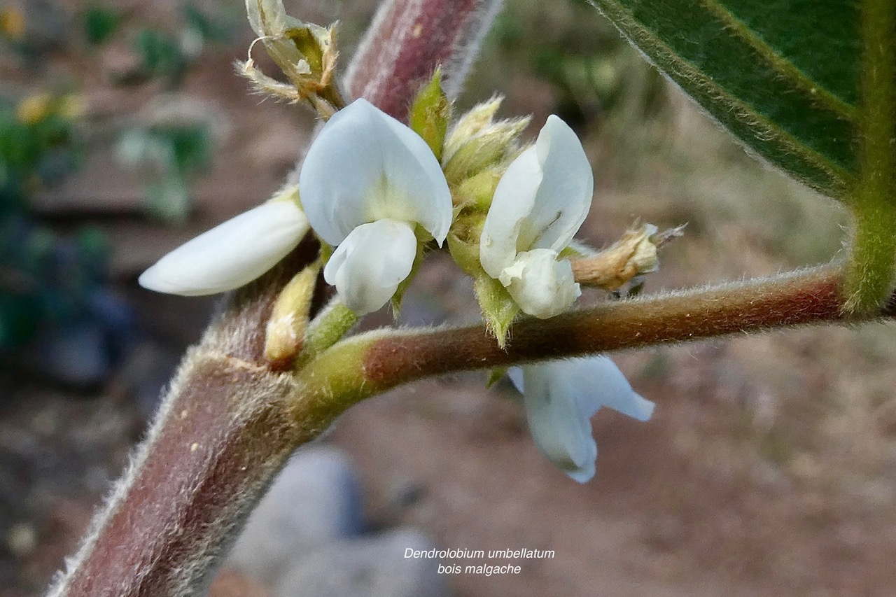 Dendrolobium umbellatum.bois malgache.fabaceae.indigène Réunion. (1).jpeg