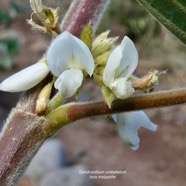 Dendrolobium umbellatum.bois malgache.fabaceae.indigène Réunion. (1).jpeg