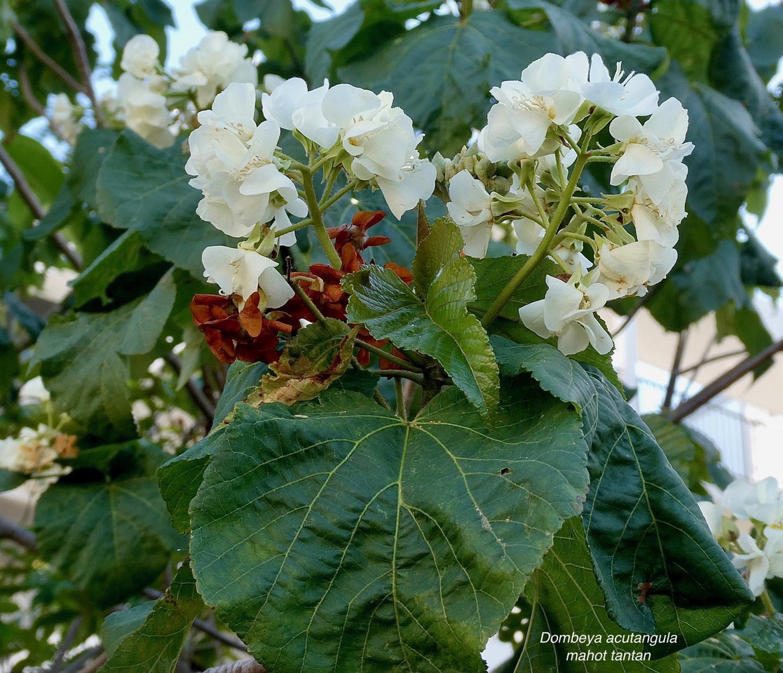 Dombeya acutangula.mahot tantan.malvaceae.endémique Réunion Maurice Rodrigues..jpeg