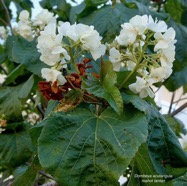 Dombeya acutangula.mahot tantan.malvaceae.endémique Réunion Maurice Rodrigues..jpeg