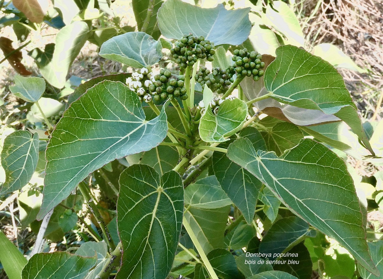 Dombeya populnea.bois de senteur bleu.mahot bleu.malvaceae.endémique Réunion Maurice. (1).jpeg