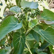 Dombeya populnea.bois de senteur bleu.mahot bleu.malvaceae.endémique Réunion Maurice. (1).jpeg