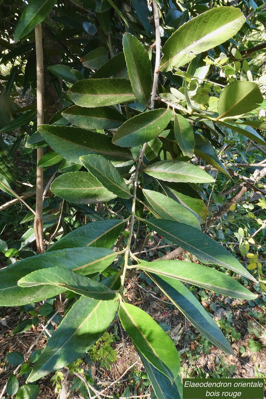 Elaeodendron orientale. ( Cassine orientalis ) bois rouge.celastraceae.endémique Réunion Maurice Rodrigues..jpeg