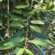 Elaeodendron orientale. ( Cassine orientalis ) bois rouge.celastraceae.endémique Réunion Maurice Rodrigues..jpeg