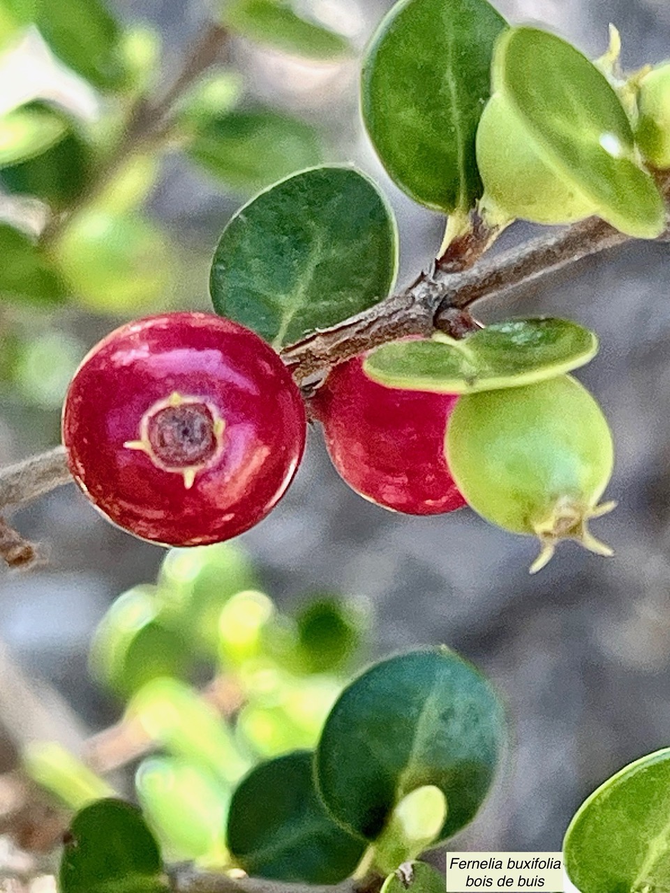 Fernelia buxifolia Lam.bois de buis.bois de balai.( fruits ) rubiaceae.endémique Réunion Maurice Rodrigues..jpeg