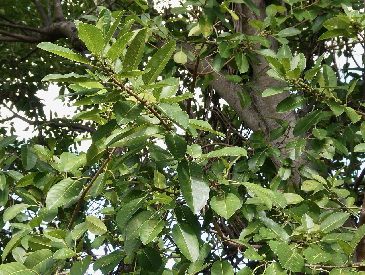 Ficus rubra Vahl.affouche rouge.( figues avec une petite queue et nervures opposées à la base de la feuille ) moraceae..endémique Seychelles Mascareignes..jpeg