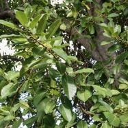 Ficus rubra Vahl.affouche rouge.( figues avec une petite queue et nervures opposées à la base de la feuille ) moraceae..endémique Seychelles Mascareignes..jpeg