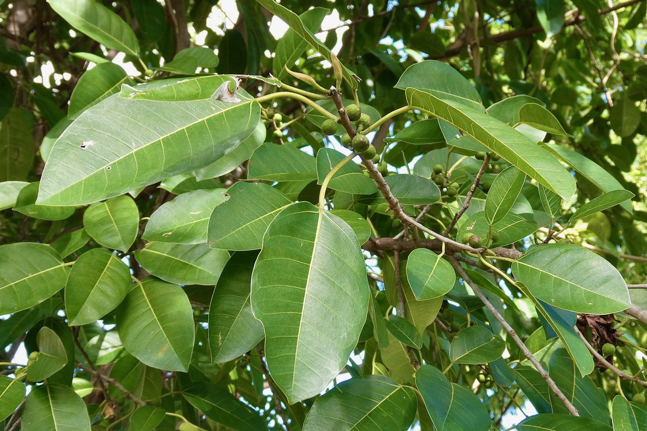 Ficus rubra Vahl.affouche rouge.moraceae..endémique Seychelles Mascareignes..jpeg