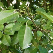 Ficus rubra Vahl.affouche rouge.moraceae..endémique Seychelles Mascareignes..jpeg