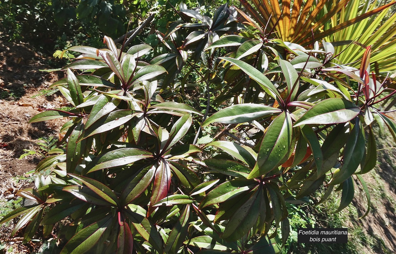 Foetidia mauritiana.bois puant.lecythidaceae.endémique Réunion Maurice.jpeg