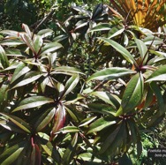 Foetidia mauritiana.bois puant.lecythidaceae.endémique Réunion Maurice.jpeg