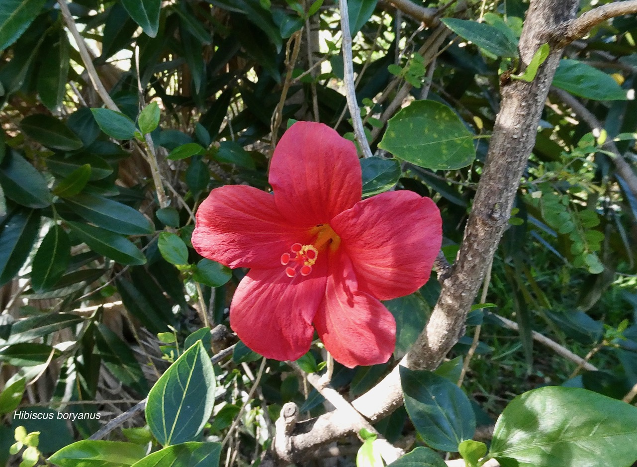 Hibiscus boryanus.foulsapate marron.mahot bâtard.malvaceae.endémique Réunion Maurice..jpeg