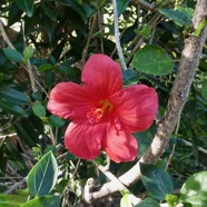 Hibiscus boryanus.foulsapate marron.mahot bâtard.malvaceae.endémique Réunion Maurice..jpeg