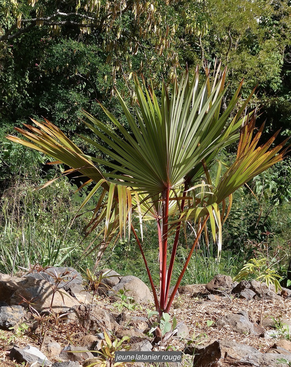 Latania lontaroides.latanier rouge.latanier de Bourbon.arecaceae.endémique Réunion..jpeg