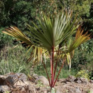 Latania lontaroides.latanier rouge.latanier de Bourbon.arecaceae.endémique Réunion..jpeg