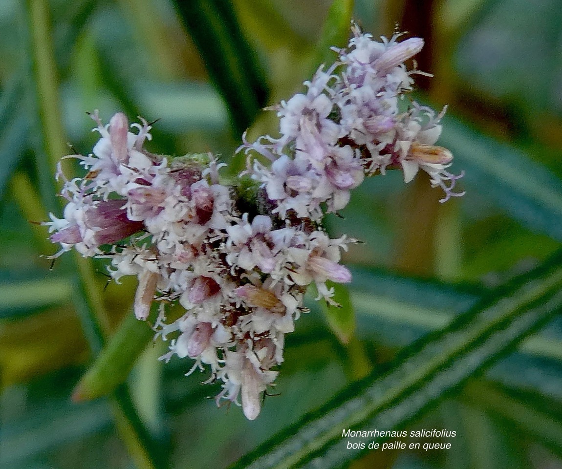 Monarrhenus salicifolius Cass.bois de paille en queue.( inflorescence ) asteraceae.endémique Réunion Maurice..jpeg