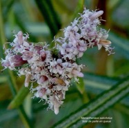 Monarrhenus salicifolius Cass.bois de paille en queue.( inflorescence ) asteraceae.endémique Réunion Maurice..jpeg