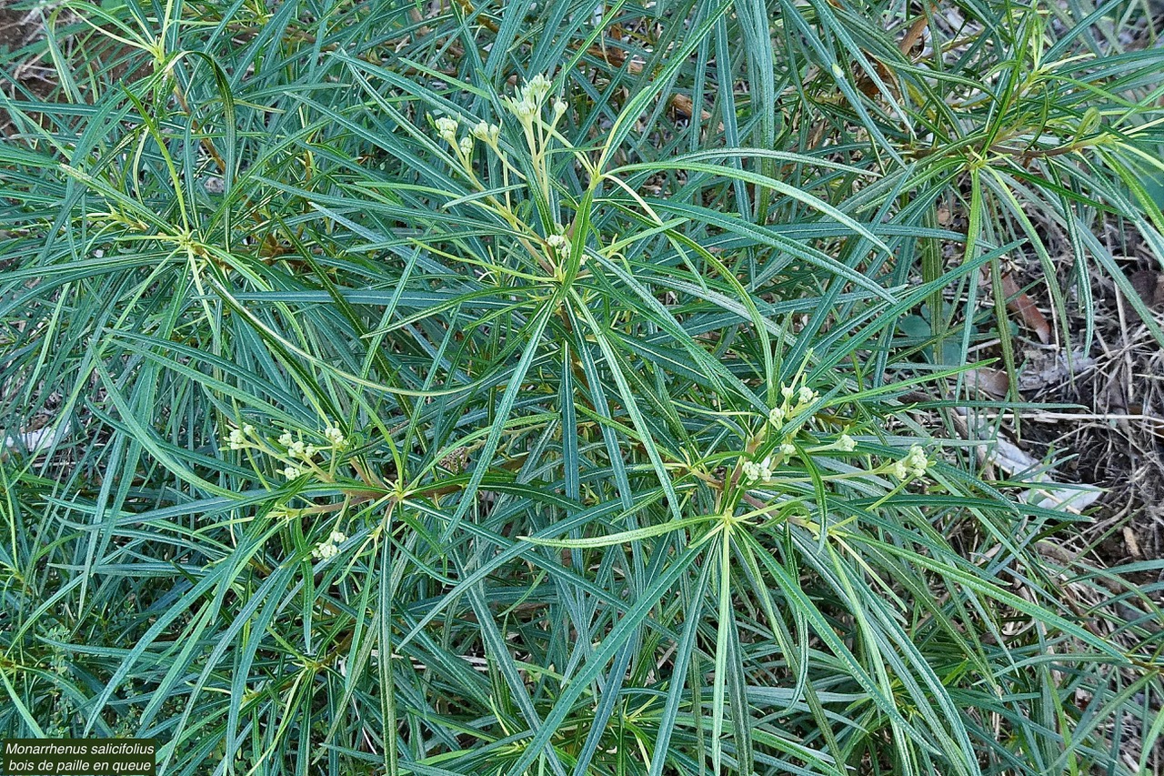 Monarrhenus salicifolius Cass.bois de paille en queue.asteraceae.endémique Réunion Maurice..jpeg