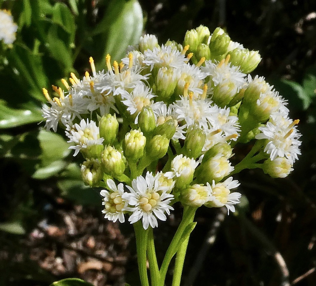 Psiadia dentata.ti mangue.bois collant.asteraceae.endémique Réunion. (1).jpeg