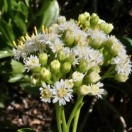 Psiadia dentata.ti mangue.bois collant.asteraceae.endémique Réunion. (1).jpeg