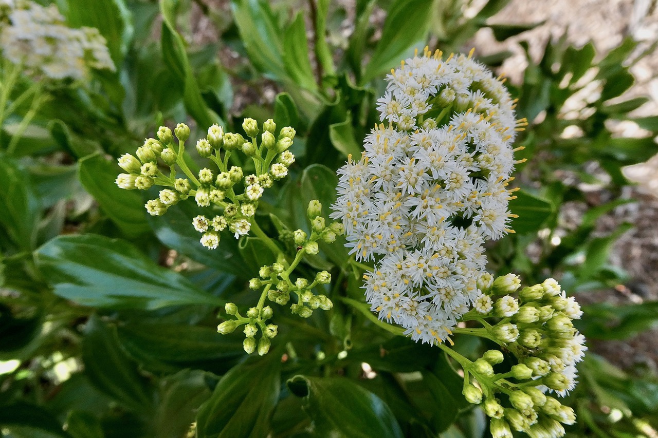 Psiadia dentata.ti mangue.bois collant.asteraceae.endémique Réunion. (2).jpeg