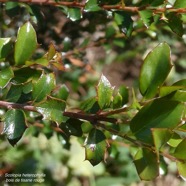 Scolopia heterophylla.bois de prune.bois de tisane rouge.( feuillage juvénile ) salicaceae.endémique Réunion Maurice Rodrigues..jpeg