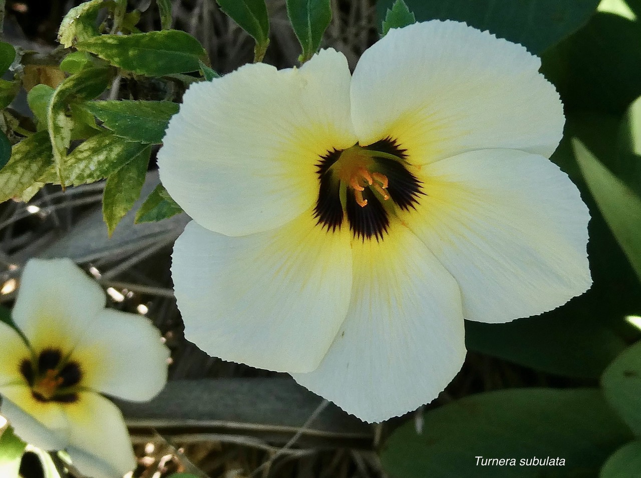 Turnera subulata Sm.passifloraceae..jpeg