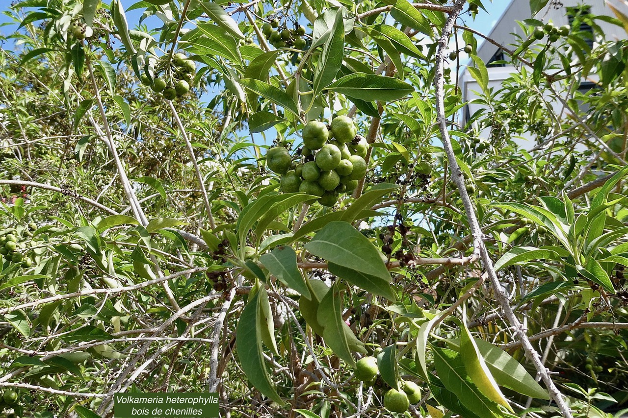 Volkameria heterophylla Vent.bois de chenilles.lamiaceae. endémique Réunion Maurice..jpeg