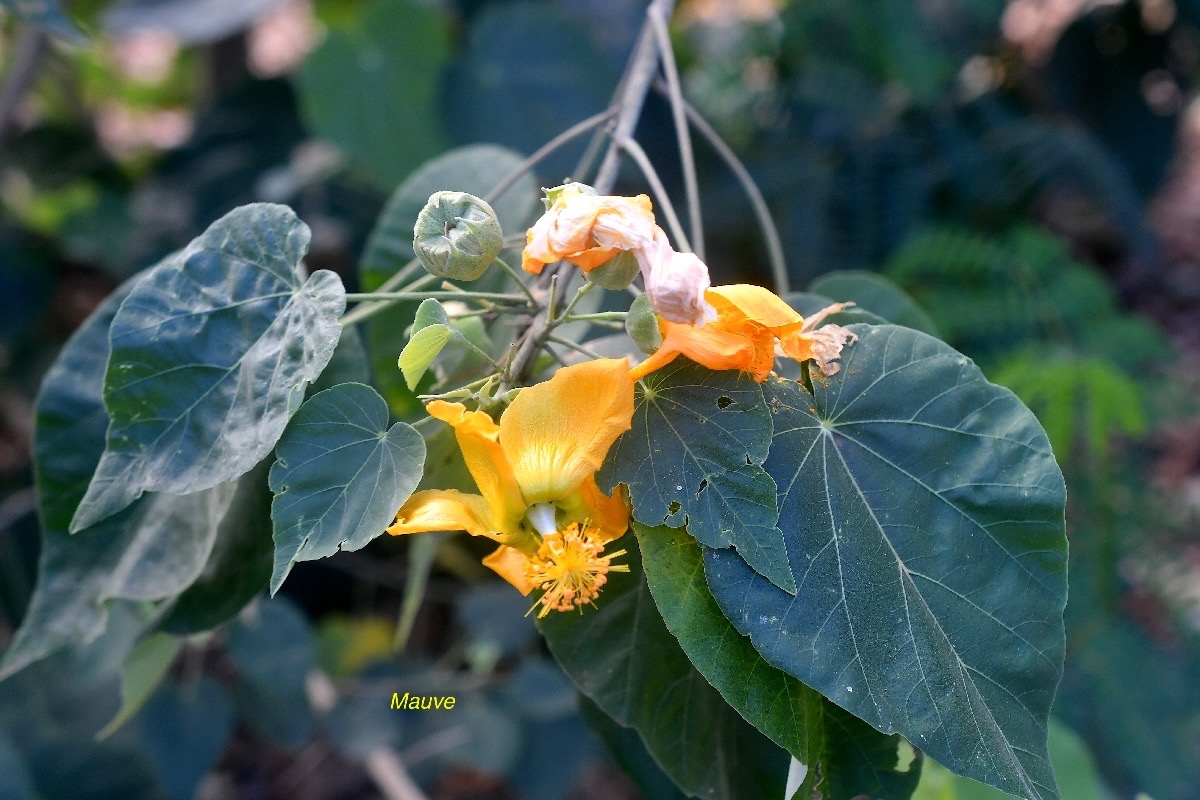 Abutilon exstipulare Mauve Malvaceae Endémique La Réunion 2418.jpeg