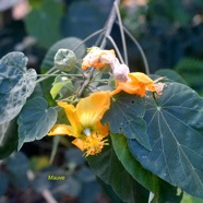 Abutilon exstipulare Mauve Malvaceae Endémique La Réunion 2418.jpeg