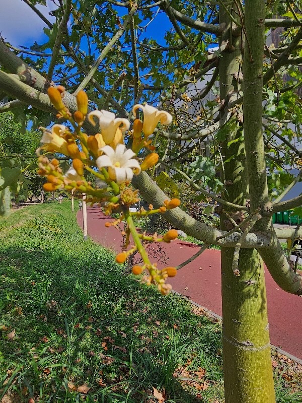 Brachychiton australis Malvaceae Australie 07.jpeg