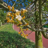 Brachychiton australis Malvaceae Australie 07.jpeg