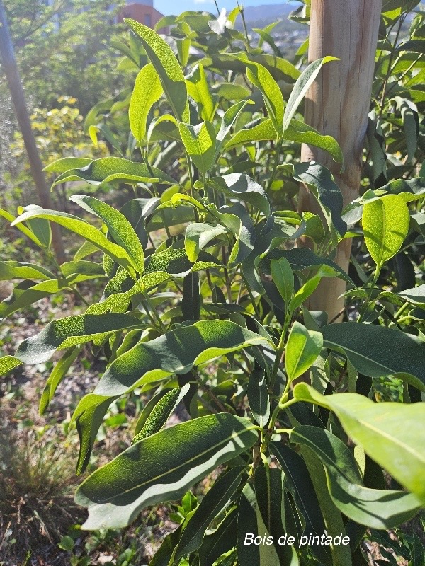 Coptosperma borbonica Bois de pintade Rubiaceae Endémique La Réunion, Maurice 432.jpeg