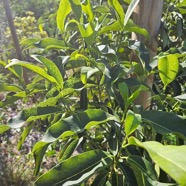 Coptosperma borbonica Bois de pintade Rubiaceae Endémique La Réunion, Maurice 432.jpeg