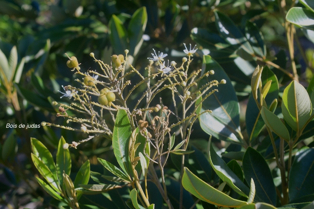 Cossinia pinnata Bois de judas Sapindaceae Endémique La Réunion, Maurice 2411.jpeg