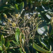 Cossinia pinnata Bois de judas Sapindaceae Endémique La Réunion, Maurice 2411.jpeg