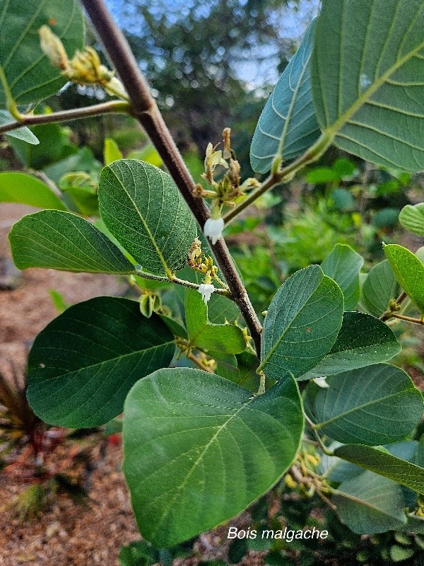 Dendrolobium umbellatum Bois malgache Fabaceae Indigène La Réunion 11.jpeg