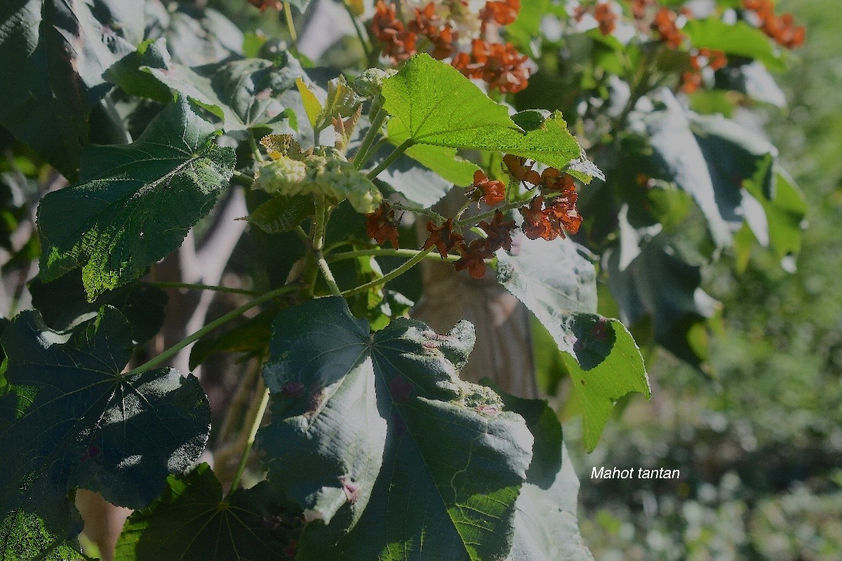 Dombeya acutangula subsp.acutangula Mahot tantan Malvaceae Endémique Mascareignes .jpeg