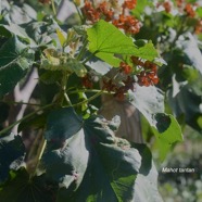 Dombeya acutangula subsp.acutangula Mahot tantan Malvaceae Endémique Mascareignes .jpeg