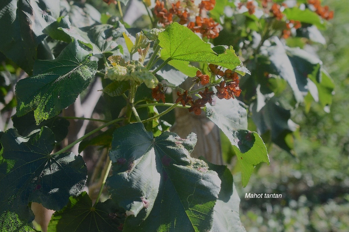 Dombeya acutangula subsp.jpeg