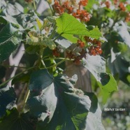 Dombeya acutangula subsp.jpeg