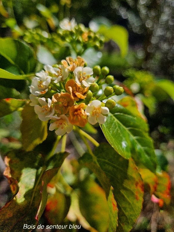 Dombeya populnea Bois de senteur bleu Malvaceae Endémique La Réunion 04.jpeg