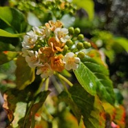 Dombeya populnea Bois de senteur bleu Malvaceae Endémique La Réunion 04.jpeg