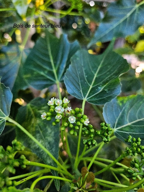 Dombeya populnea Bois de senteur bleu Malvaceae Endémique La Réunion 20.jpeg