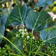 Dombeya populnea Bois de senteur bleu Malvaceae Endémique La Réunion 20.jpeg