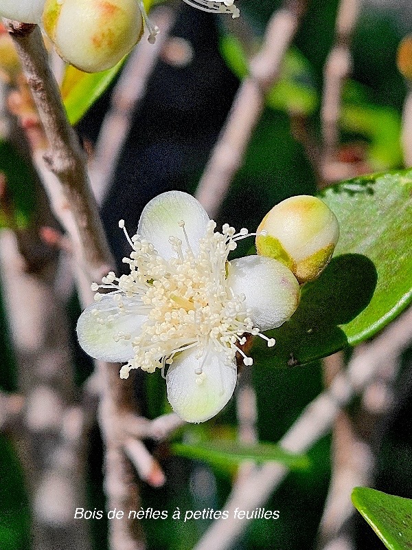 Eugenia buxifolia Bois de nèfles à petites feuilles Myrtaceae Endémique La  Réunion 43.jpeg