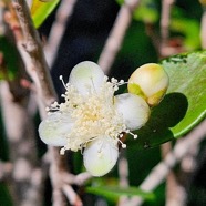 Eugenia buxifolia Bois de nèfles à petites feuilles Myrtaceae Endémique La  Réunion 43.jpeg