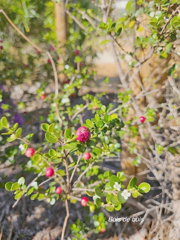 fernelia buxifolia Bois de buis Rubiaceae Endémique Mascareignes 49.jpeg